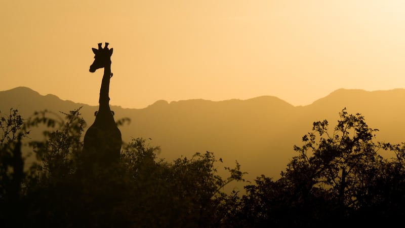 Safari in the Serengeti, Tanzania